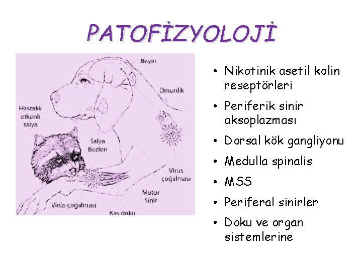 PATOFİZYOLOJİ • Nikotinik asetil kolin reseptörleri • Periferik sinir aksoplazması • Dorsal kök gangliyonu PATOFİZYOLOJİ • Nikotinik asetil kolin reseptörleri • Periferik sinir aksoplazması • Dorsal kök gangliyonu