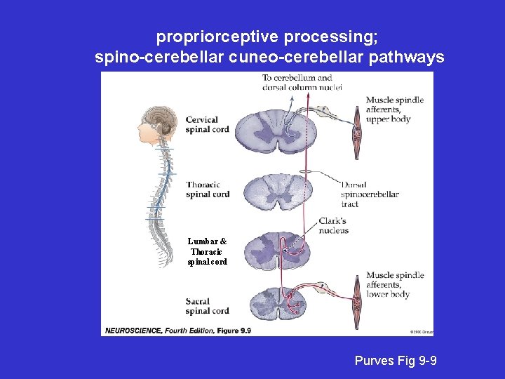 propriorceptive processing; spino-cerebellar cuneo-cerebellar pathways Lumbar & Thoracic spinal cord Purves Fig 9 -9