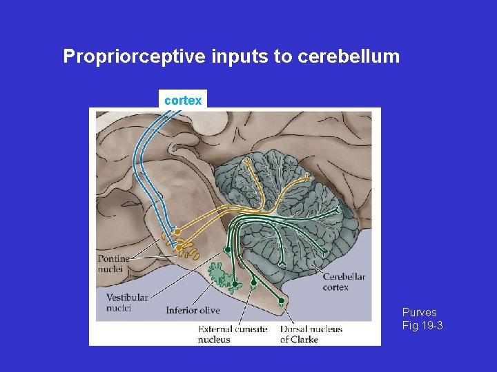 Propriorceptive inputs to cerebellum cortex Purves Fig 19 -3 