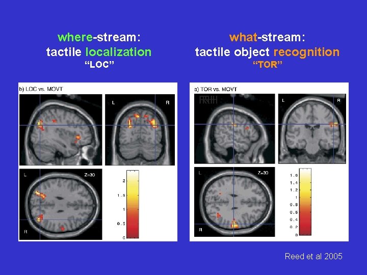 where-stream: tactile localization what-stream: tactile object recognition “LOC” “TOR” Reed et al 2005 