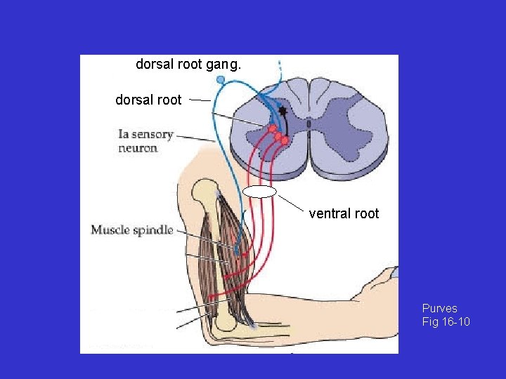 dorsal root gang. dorsal root ventral root Purves Fig 16 -10 