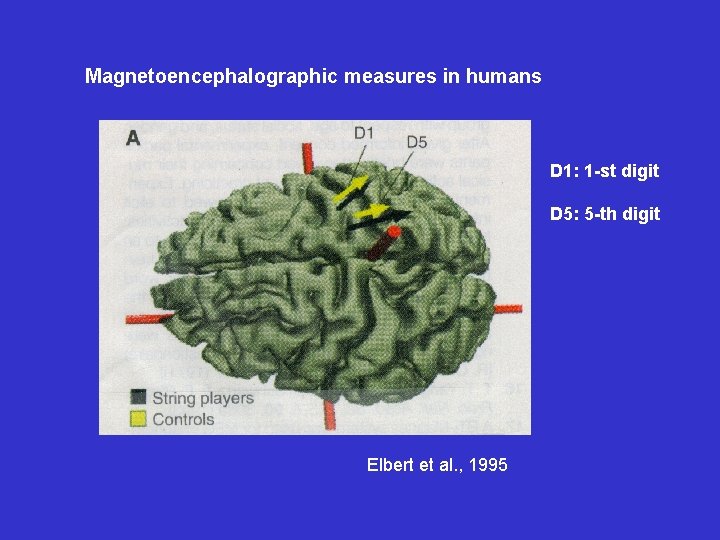 Magnetoencephalographic measures in humans D 1: 1 -st digit D 5: 5 -th digit