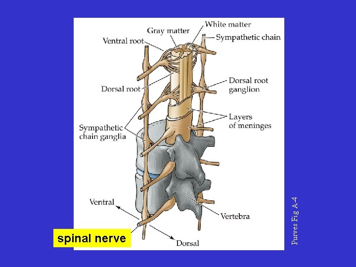 Purves Fig A-4 spinal nerve 