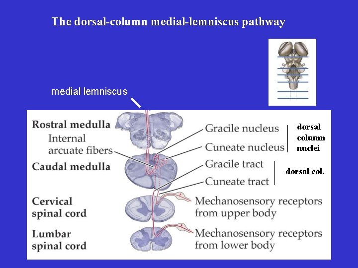 The dorsal-column medial-lemniscus pathway medial lemniscus dorsal column nuclei dorsal col. 