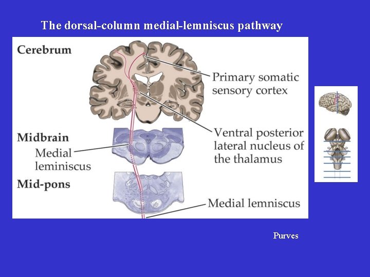 The dorsal-column medial-lemniscus pathway Purves 