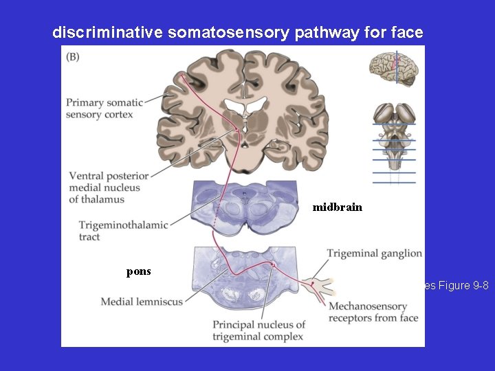 discriminative somatosensory pathway for face midbrain pons Purves Figure 9 -8 