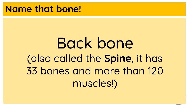 Name that bone! Back bone (also called the Spine, it has 33 bones and
