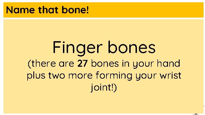 Name that bone! Finger bones (there are 27 bones in your hand plus two