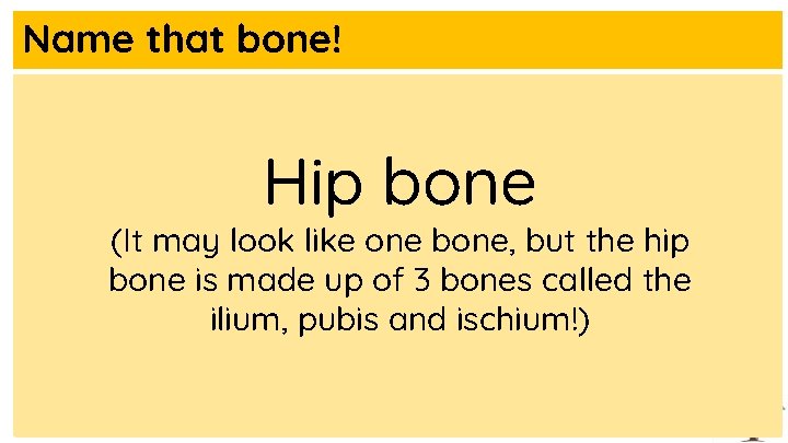 Name that bone! Hip bone (It may look like one bone, but the hip