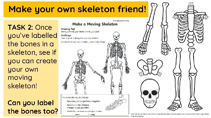 Make your own skeleton friend! TASK 2: Once you’ve labelled the bones in a