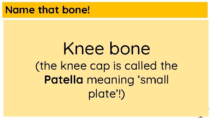 Name that bone! Knee bone (the knee cap is called the Patella meaning ‘small