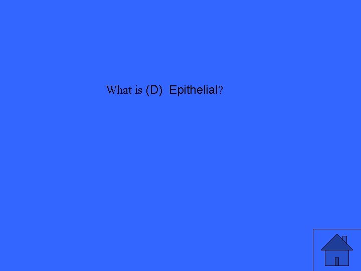 What is (D) Epithelial? 