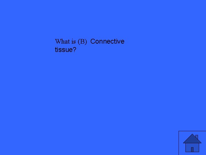 What is (B) Connective tissue? 