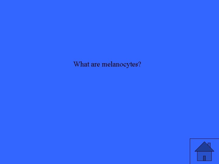 What are melanocytes? 