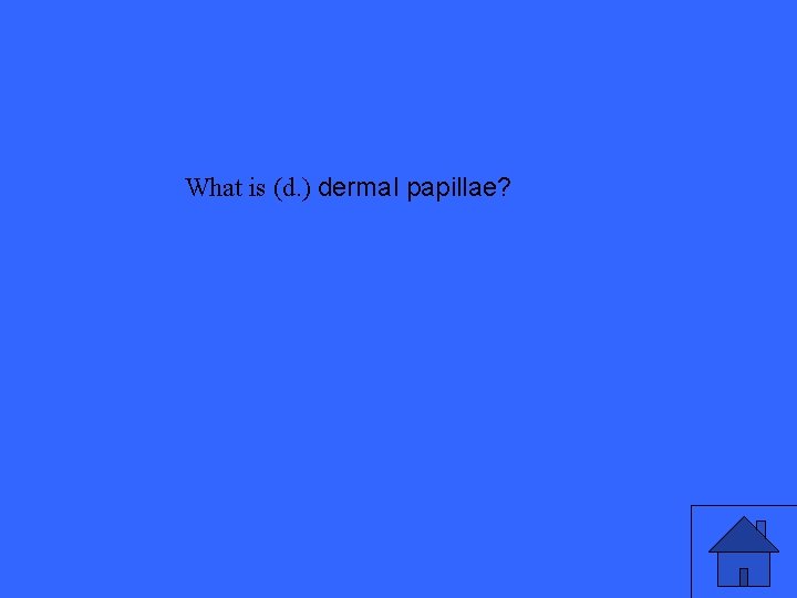 What is (d. ) dermal papillae? 