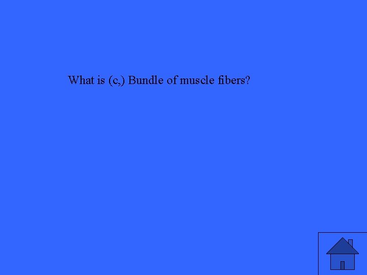 What is (c, ) Bundle of muscle fibers? 