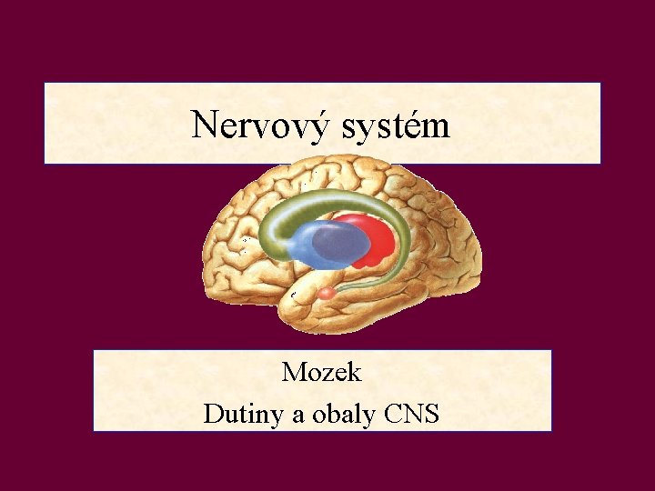 Nervový systém Mozek Dutiny a obaly CNS 
