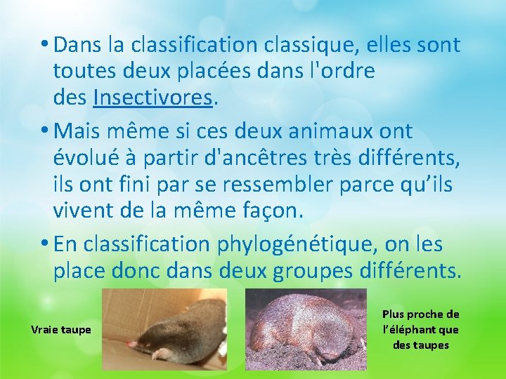  • Dans la classification classique, elles sont toutes deux placées dans l'ordre des