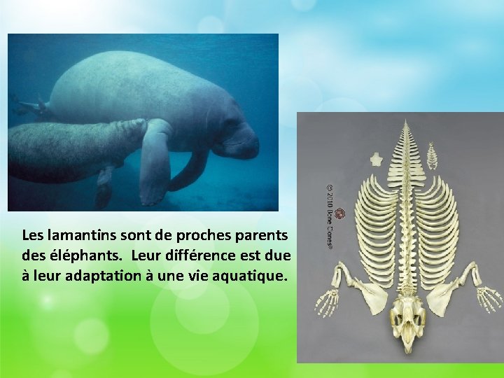 Les lamantins sont de proches parents des éléphants. Leur différence est due à leur