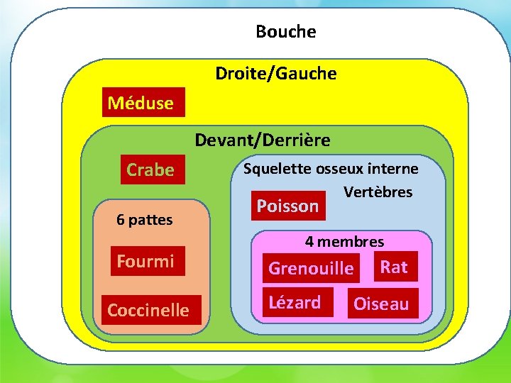 Bouche Droite/Gauche Méduse Devant/Derrière Crabe 6 pattes Fourmi Coccinelle Squelette osseux interne Vertèbres Poisson