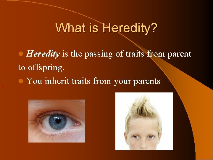 What is Heredity? l Heredity is the passing of traits from parent to offspring.