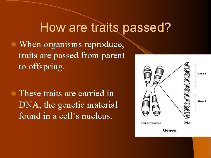 How are traits passed? l When organisms reproduce, traits are passed from parent to