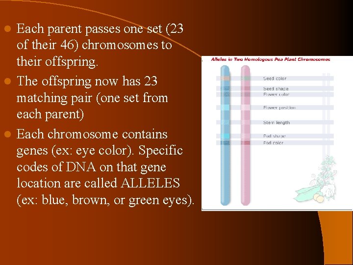 Each parent passes one set (23 of their 46) chromosomes to their offspring. l