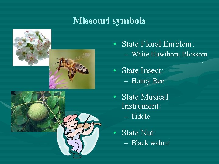 Missouri symbols • State Floral Emblem: – White Hawthorn Blossom • State Insect: –