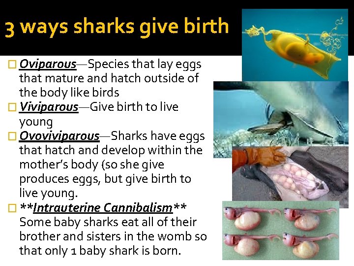 3 ways sharks give birth � Oviparous—Species that lay eggs that mature and hatch