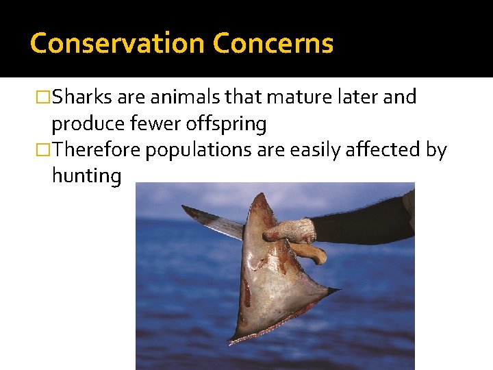 Conservation Concerns �Sharks are animals that mature later and produce fewer offspring �Therefore populations