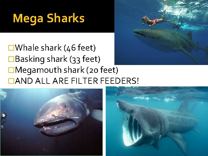 Mega Sharks �Whale shark (46 feet) �Basking shark (33 feet) �Megamouth shark (20 feet)