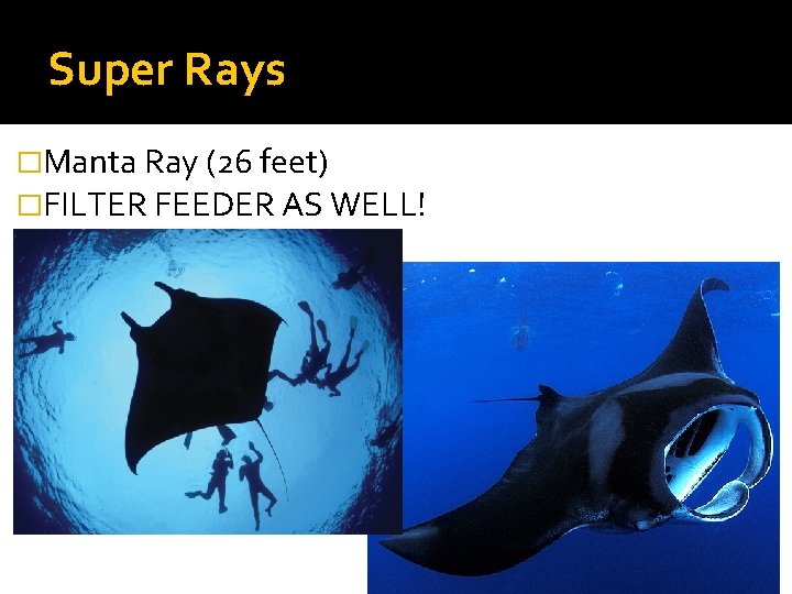 Super Rays �Manta Ray (26 feet) �FILTER FEEDER AS WELL! 