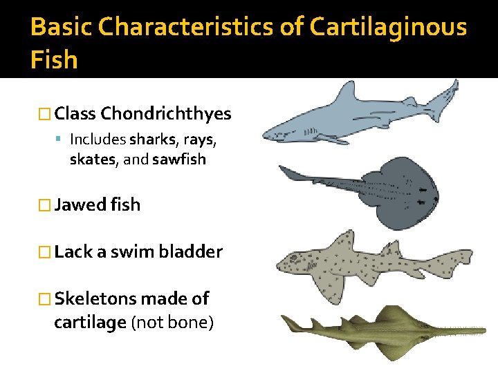 Basic Characteristics of Cartilaginous Fish � Class Chondrichthyes Includes sharks, rays, skates, and sawfish
