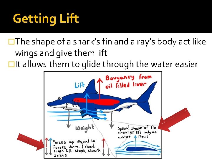 Getting Lift �The shape of a shark’s fin and a ray’s body act like