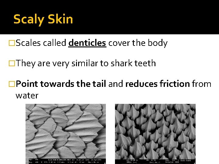Scaly Skin �Scales called denticles cover the body �They are very similar to shark