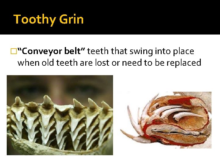 Toothy Grin �“Conveyor belt” teeth that swing into place when old teeth are lost