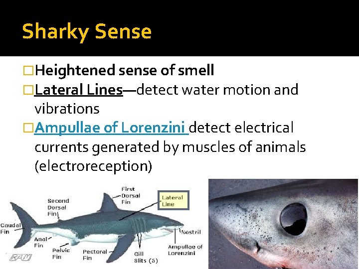 Sharky Sense �Heightened sense of smell �Lateral Lines—detect water motion and vibrations �Ampullae of