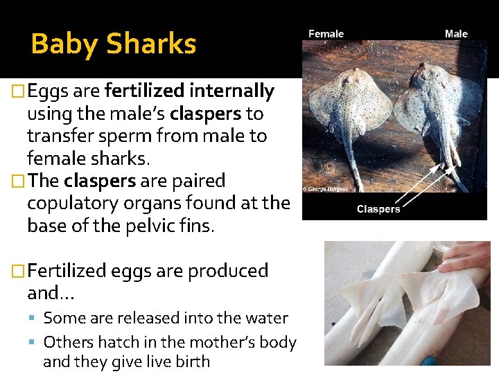 Baby Sharks �Eggs are fertilized internally using the male’s claspers to transfer sperm from