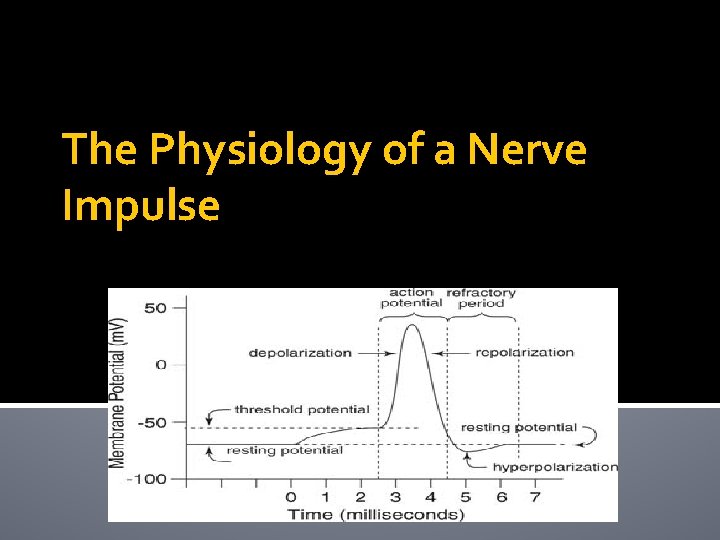 The Physiology of a Nerve Impulse 