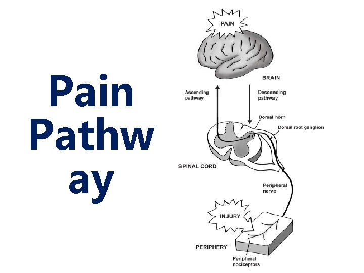 Pain Pathw ay 