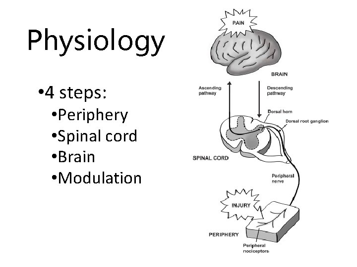 Physiology • 4 steps: • Periphery • Spinal cord • Brain • Modulation 