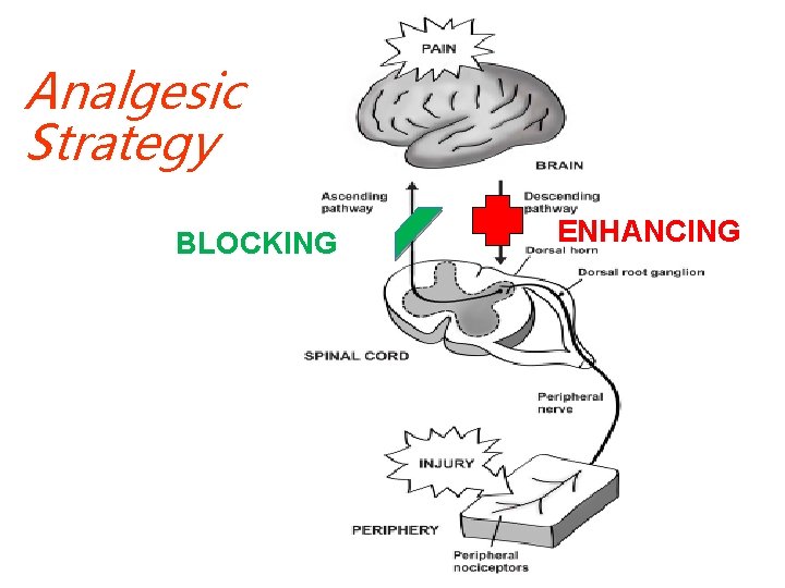 Analgesic Strategy BLOCKING ENHANCING 