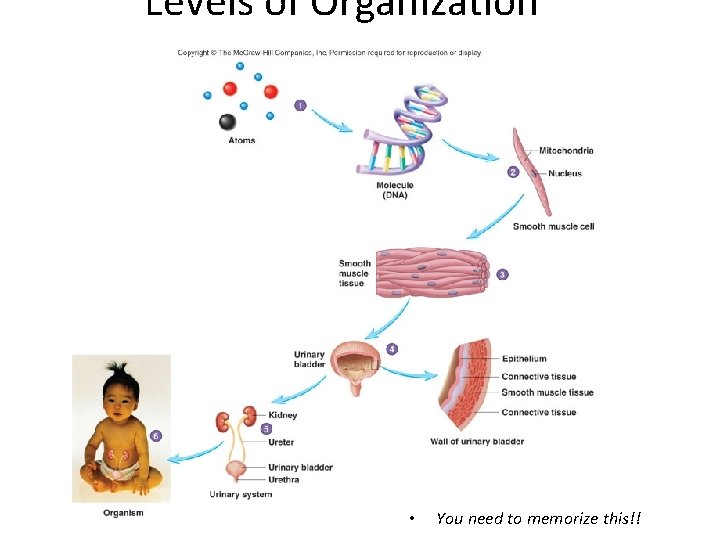 Levels of Organization • You need to memorize this!! 