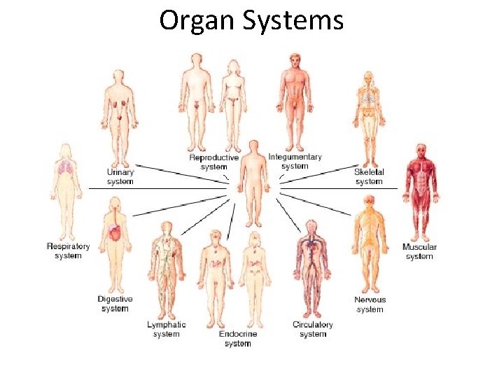 Organ Systems 