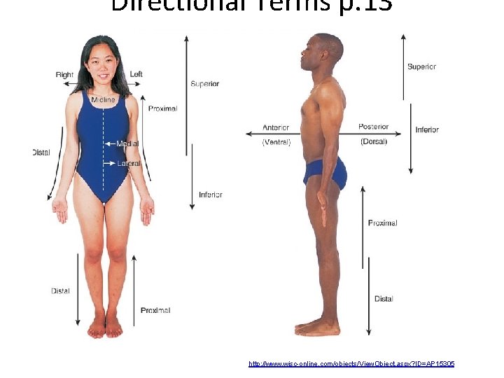 Directional Terms p. 13 http: //www. wisc-online. com/objects/View. Object. aspx? ID=AP 15305 