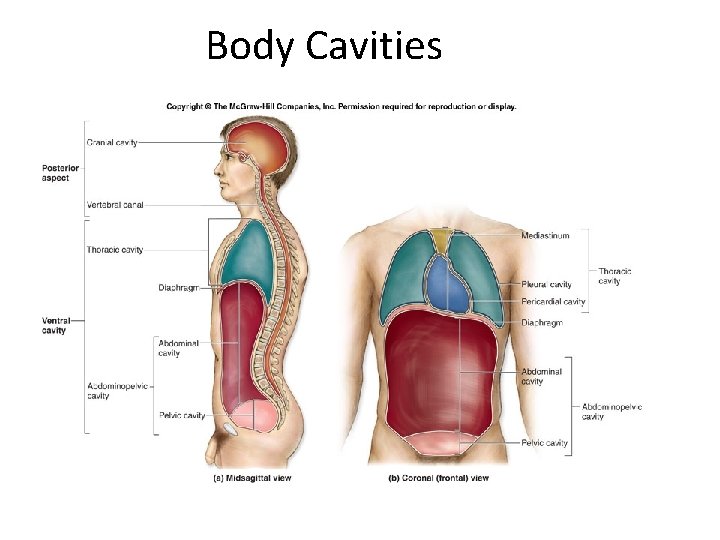 Body Cavities 