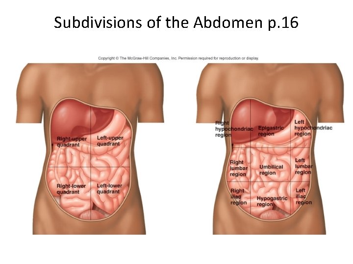 Subdivisions of the Abdomen p. 16 