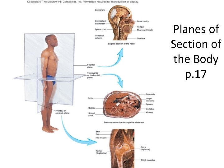 Planes of Section of the Body p. 17 