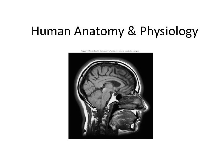 Human Anatomy & Physiology 