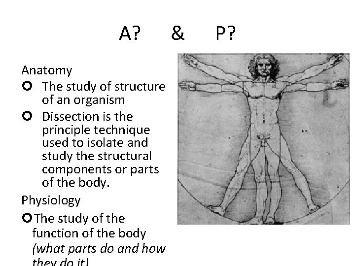 A? Anatomy The study of structure of an organism Dissection is the principle technique